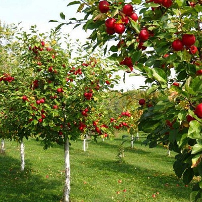 Плодовые деревья в Омске