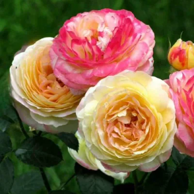 Роза РОЗОМАН ЖАНОН шраб в Омске