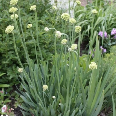 Лук слизун в Омске