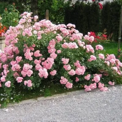 Роза БОНИКА флорибунда в Омске