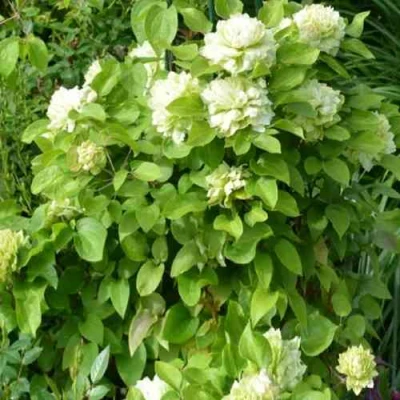 Клематис КОХАНА в Омске