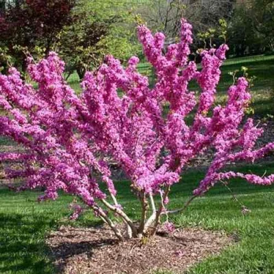 ЦЕРЦИС канадский  в Омске