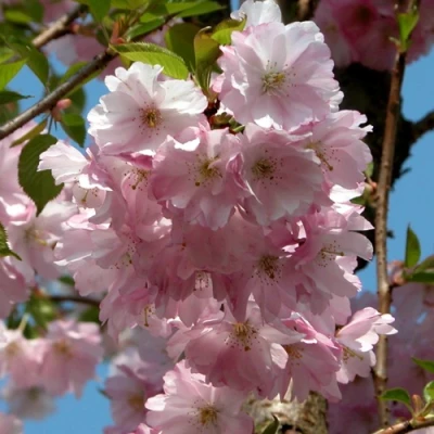 Вишня АККОЛЕЙД цветущая в Омске