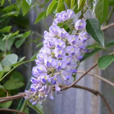 Глициния макростахия БЛЮ МУН в Омске