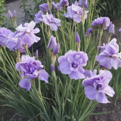 Ирис ИМПЕРИАЛ ОПАЛ сибирский в Омске