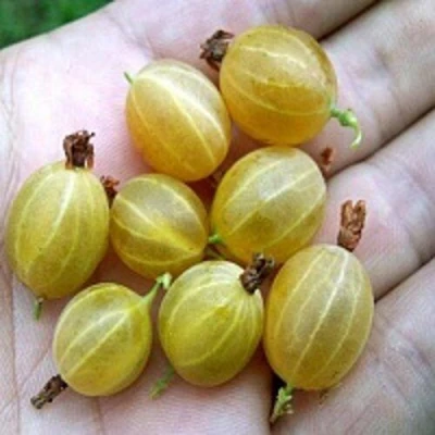 Крыжовник ЯРОВОЙ в Омске