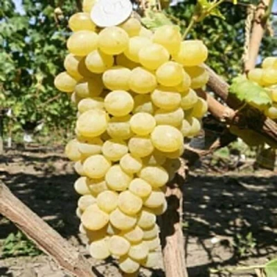 Виноград КИШМИШ ЗОЛОТЦЕ в Омске