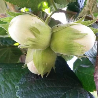 Фундук ЮННАТ в Омске