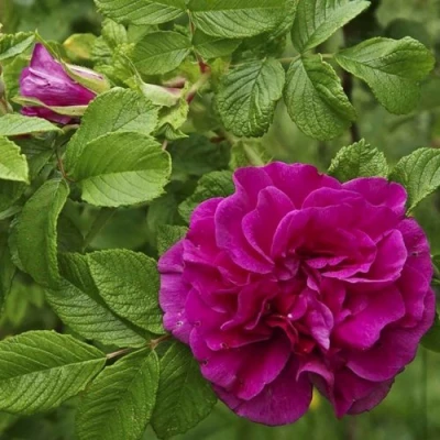 Шиповник ХАНСА в Омске