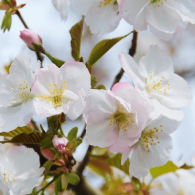 Вишня ОКАМЕ в Омске