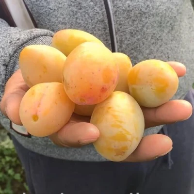 Слива ЯХОНТОВАЯ в Омске