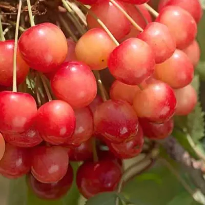 Черешня ЮЛИЯ в Омске