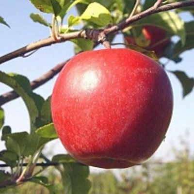 Яблоня ЛИГОЛ в Омске