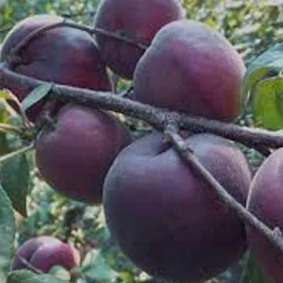 Абрикос ЧЕРНЫЙ БАРХАТ в Омске