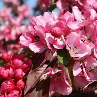 Яблоня РУДОЛЬФ декоративная  в Омске