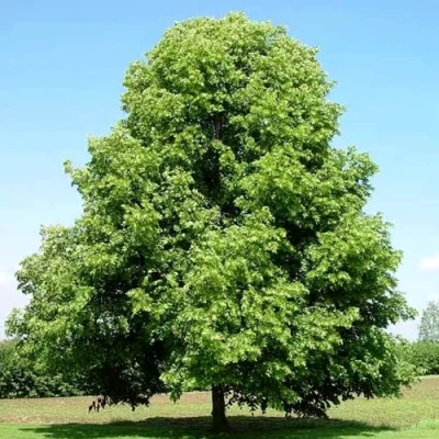 Липа мелколистная в Омске