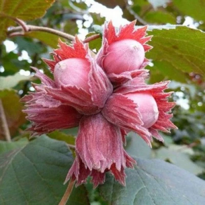 Фундук СКАРЛЕТТ в Омске