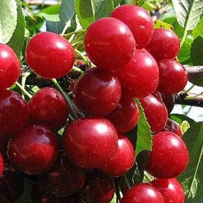 Вишня ГЛУБОКСКАЯ в Омске