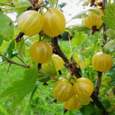 саженцы крыжовника алтайский