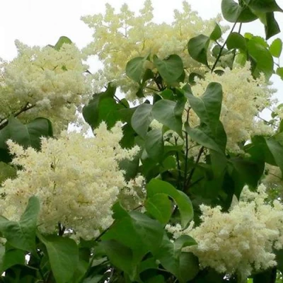 Сирень АМУРСКАЯ в Омске