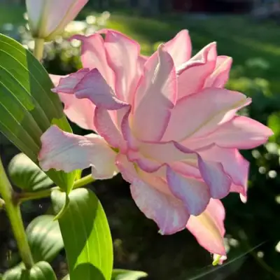 Лилия РОУЗЛИЛИ АННУШКА в Омске