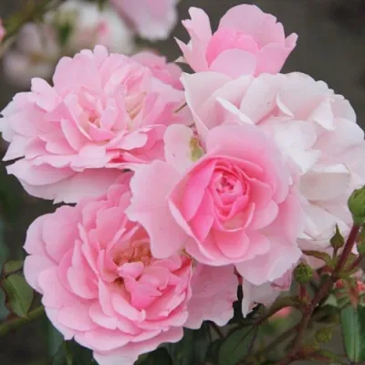 Роза БОНИКА флорибунда в Омске