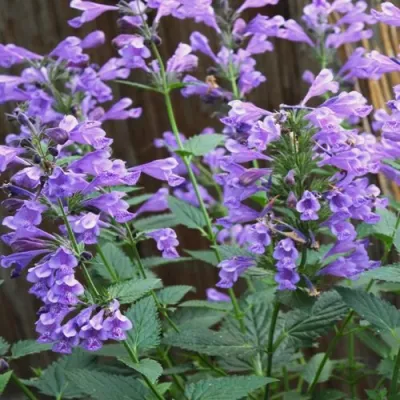 Котовник БЛЮ ДРИМС полусидячий в Омске