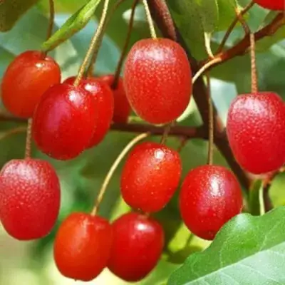 Гуми ТАИСА (ЛОХ МНОГОЦВЕТКОВЫЙ) в Омске