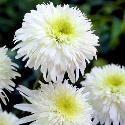 Нивяник ФИОНА ГОГХИЛЛ великолепный в Омске