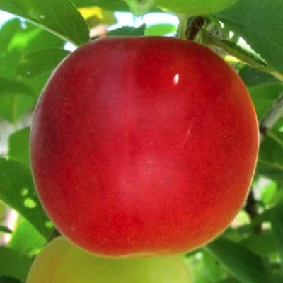 Плумкот БИРИКОККОЛО БОЛОГНЕС в Омске