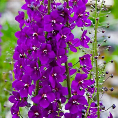 Коровяк ВИОЛЕТТА (вербаскум) в Омске