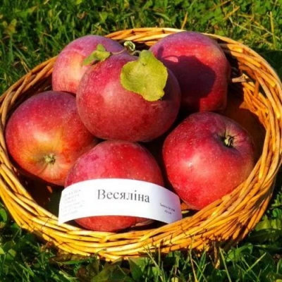 Яблоня ВЕСЯЛИНА в Омске