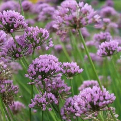 Лук угловатый в Омске