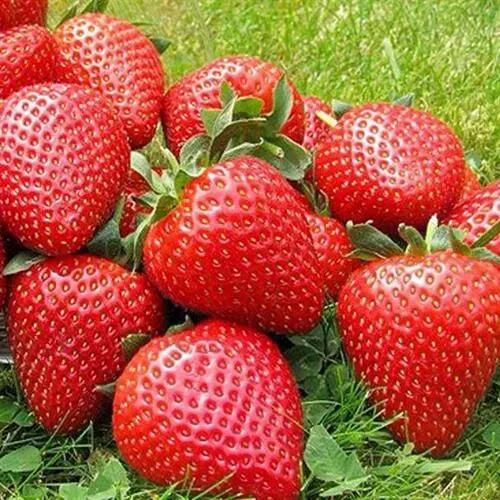 Клубника ЭЛИАНЕ  Клубника ЭЛИАНЕ в Омске