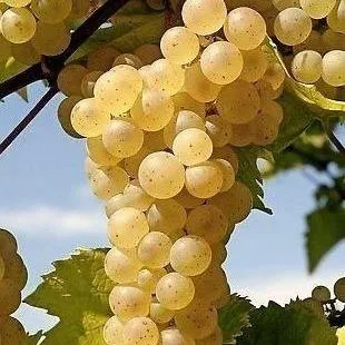 Неукрывные сорта   Неукрывные сорта  в Омске