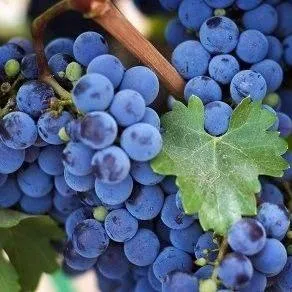 Винный   Винный  в Омске