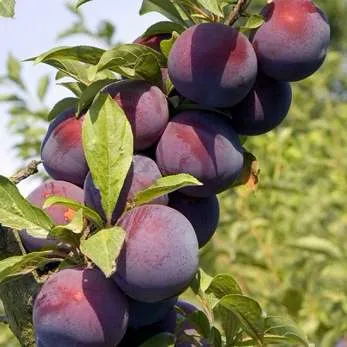 Поздняя  Поздняя в Омске