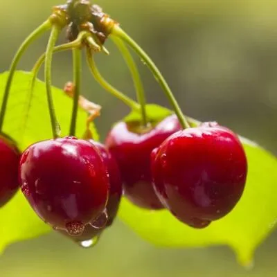 Черешня СИНЯВСКАЯ  Черешня СИНЯВСКАЯ в Омске