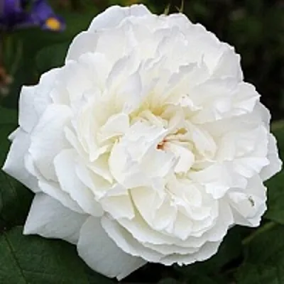 Саженцы роз ВИНЧЕСТЕР КАФЕДРАЛ английская  Саженцы роз ВИНЧЕСТЕР КАФЕДРАЛ английская в Омске