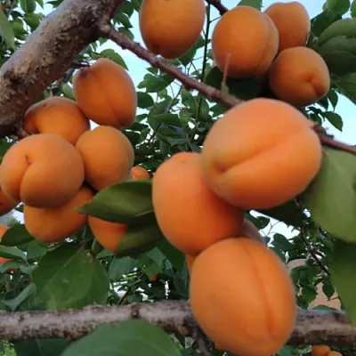 Абрикос ГОЛД РИЧ в Омске