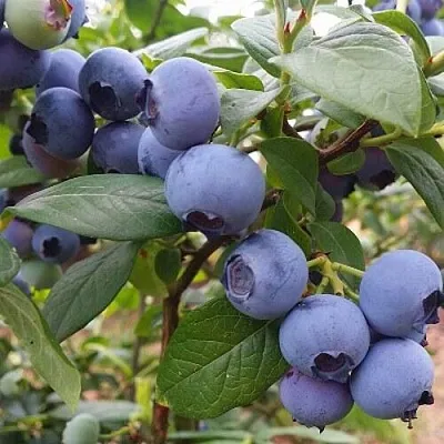 Голубика БЛЮГОЛД в Омске