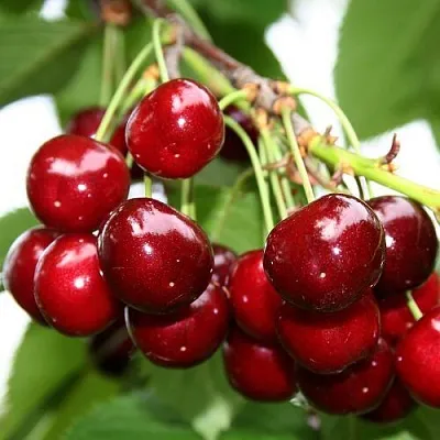 Черешня МИНЧАНКА  Черешня МИНЧАНКА в Омске