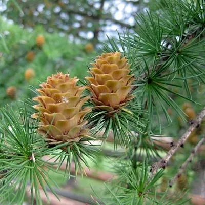 Лиственница КЕМПФЕРА  Лиственница КЕМПФЕРА в Омске