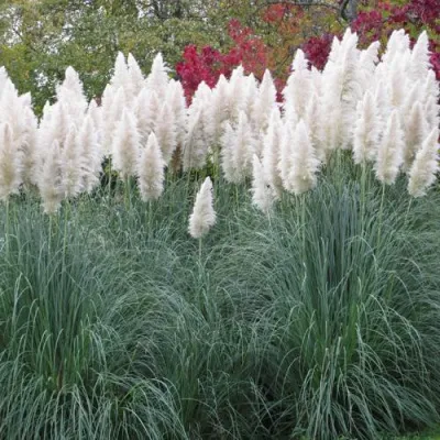 Кортадерия белая (пампасная трава) в Омске