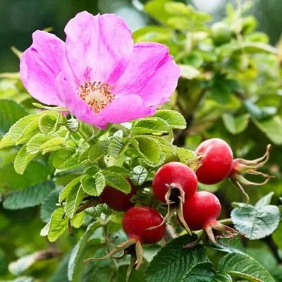 Шиповник  в Омске