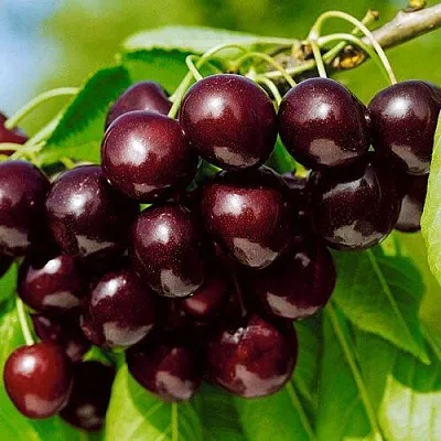 Черешня ВИТЯЗЬ  Черешня ВИТЯЗЬ в Омске