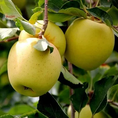 Яблоня ГОЛДЕН ВЛАДИМИРСКИЙ  Яблоня ГОЛДЕН ВЛАДИМИРСКИЙ в Омске