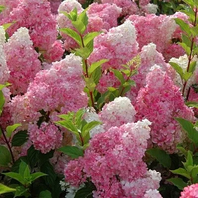 Гортензия МЕЛЬБА ФРАЙЗ метельчатая  Гортензия МЕЛЬБА ФРАЙЗ метельчатая в Омске