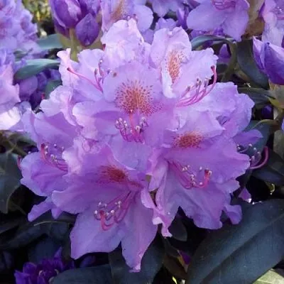 Рододендрон  Рододендрон в Омске