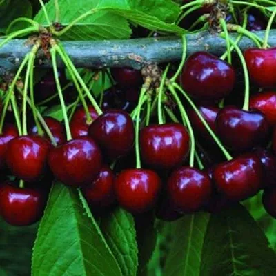 Черешня ВЕДА  Черешня ВЕДА в Омске